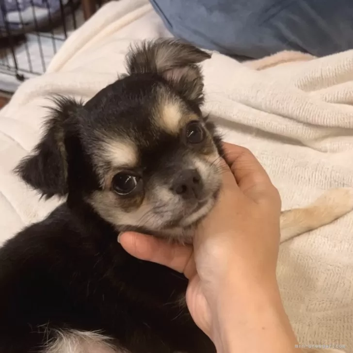 花芽 様のお迎えした子犬