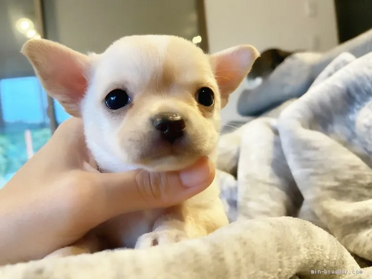 なお 様のお迎えした子犬