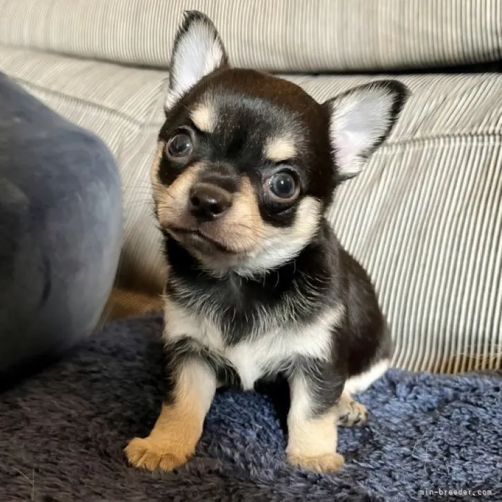 桜 様のお迎えした子犬