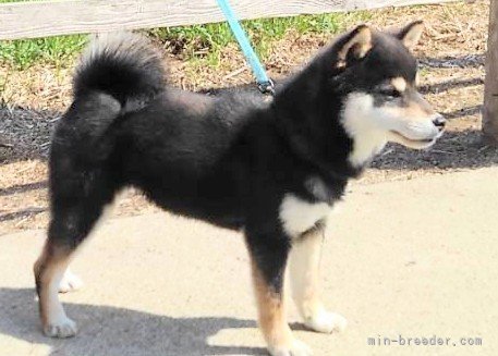 理想的な黒豆柴犬｜薪谷　利則(しんたに　としのり)ブリーダー(和歌山県・柴犬など・日本犬保存会/KCジヤパン登録)の紹介写真8