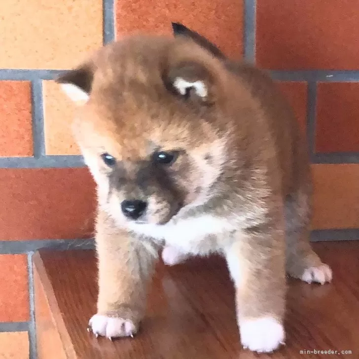 Y.W 様のお迎えした子犬