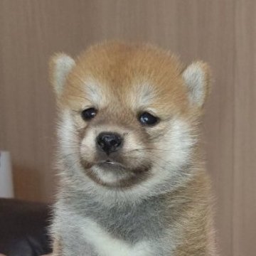 柴犬(豆柴)【和歌山県・男の子・2023年7月24日・赤色】の写真「豆柴犬チヤンピオン&豆柴犬認定犬直子‼️」