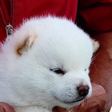 柴犬(豆柴)【和歌山県・男の子・2023年10月1日・純白】の写真「父親獅子丸号日本豆柴犬チャンピオン直子‼️純白」