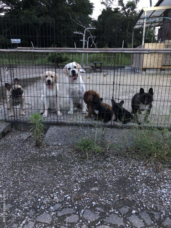 ケネル在籍の犬達とラン(運動場)の様子｜齋藤　浩(さいとう　ひろし)ブリーダー(千葉県・ブルドッグなど・JKC登録)の紹介写真3