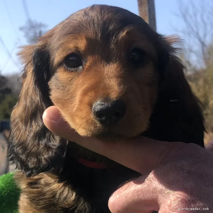 かず 様のお迎えした子犬