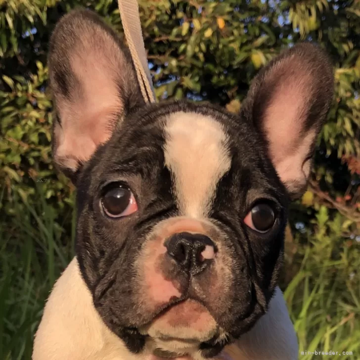 麦くん 様のお迎えした子犬