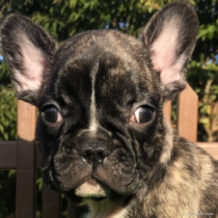 おちえ 様のお迎えした子犬