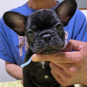 フレンチブルドッグ【千葉県・男の子・2023年5月7日・ブリンドル】の写真「穏やかで素直な水色くんです。」