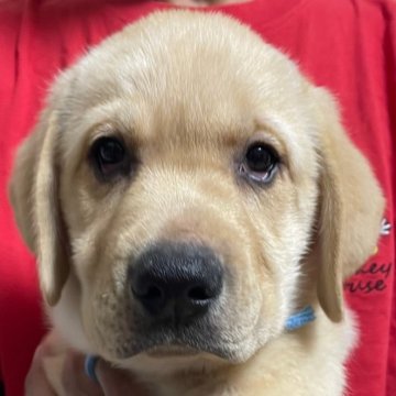 ラブラドールレトリバー【千葉県・男の子・2024年3月4日・イエロー】の写真「ひなの子犬水色くん」