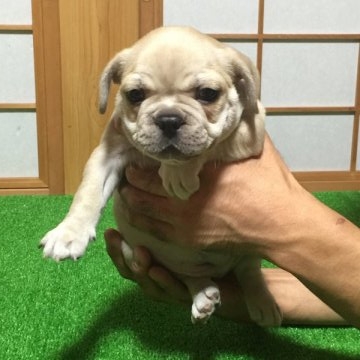 フレンチブルドッグ【千葉県・女の子・2015年8月28日・フォーン】の写真「イクラの子犬5番ちゃん」