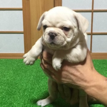 フレンチブルドッグ【千葉県・女の子・2015年8月28日・クリーム】の写真「イクラの子犬4番ちゃん」