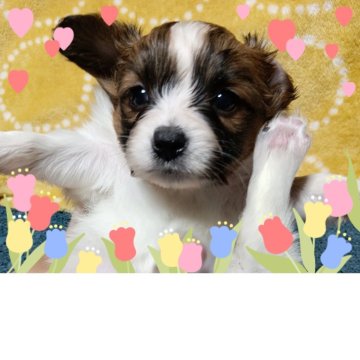 パピヨン【千葉県・女の子・2025年3月13日・白茶】の写真「可愛い♡美形のお姫様♡しっかり美ボディ」