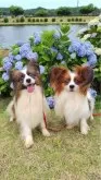 パピヨン【千葉県・男の子・2024年4月2日・ホワイト&レッドセーブル】の写真4「この子のおじいちゃんとおじさんです。よく似ております成犬時ご参考にして下さい。ご見学時もご覧頂けます」