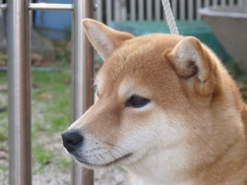 みんなの犬図鑑 四国で評判の良い柴犬のブリーダー紹介