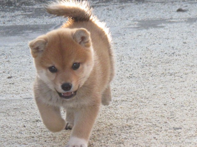 柴犬 香川県 女の子 年10月1日 赤 可愛い赤柴の女の子 みんなのブリーダー 子犬id 11