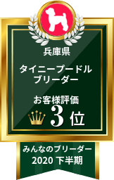 みんなのブリーダー タイニープードル部門 2020年下半期