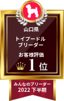 みんなのブリーダー トイプードル部門 2022年下半期