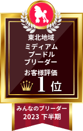 みんなのブリーダー ミディアムプードル部門 2023年下半期