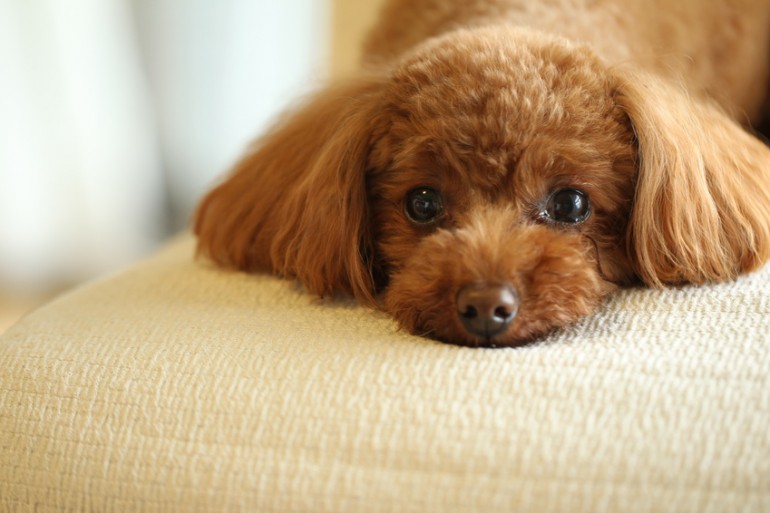 まるでぬいぐるみ タイニープードルの子犬を選ぶときのポイント みんなのブリーダー