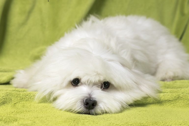 愛情深い性格で飼いやすい マルチーズの性格の特徴 みんなのブリーダー