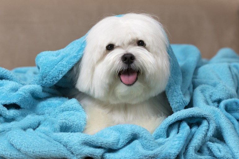 マルチーズ 性格 みんなの犬図鑑