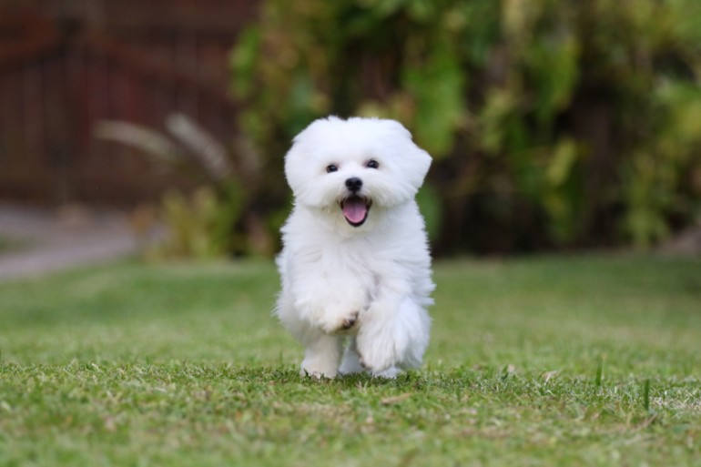 愛情深い性格で飼いやすい マルチーズの性格の特徴 みんなのブリーダー