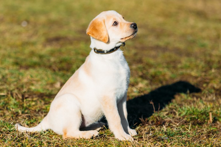 世界中で大人気 賢いって評判のラブラドールレトリバーは実際どんな犬 みんなのブリーダー