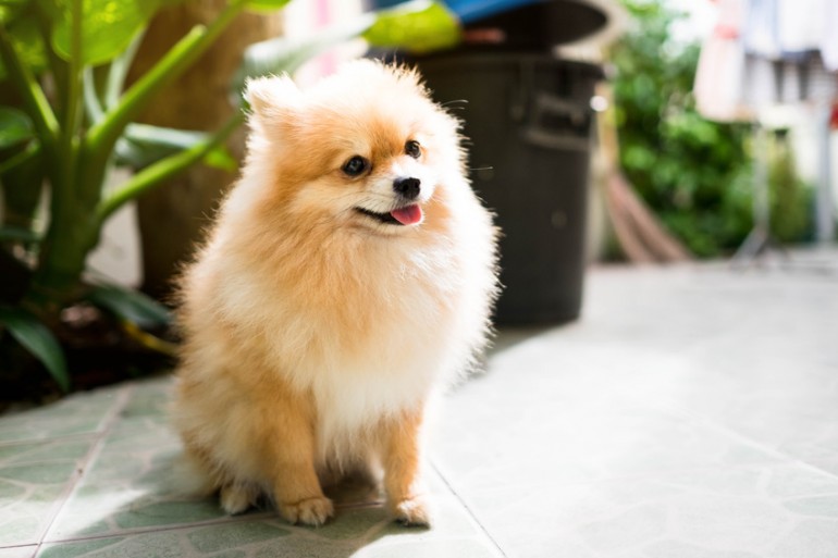 飼いやすさが人気のポメラニアン その特徴と正しい飼い方 みんなのブリーダー