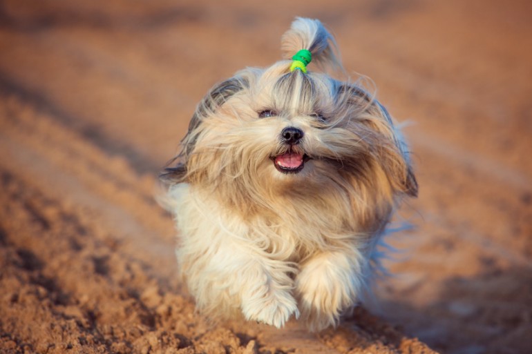 シーズー 子犬 オファー シャンプー