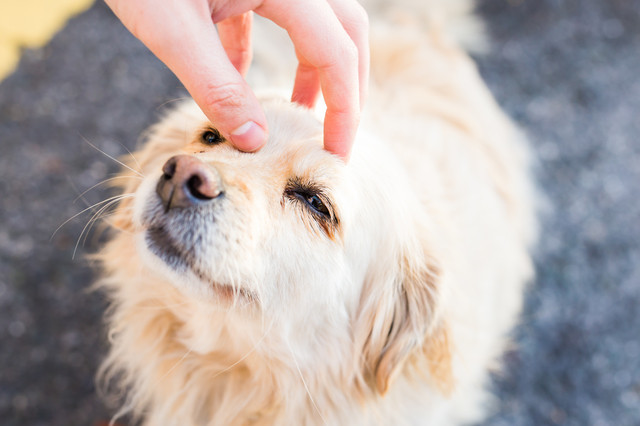 共働きでも犬は飼える 留守中の注意点 共働き家庭向けの犬種を解説 みんなのブリーダー