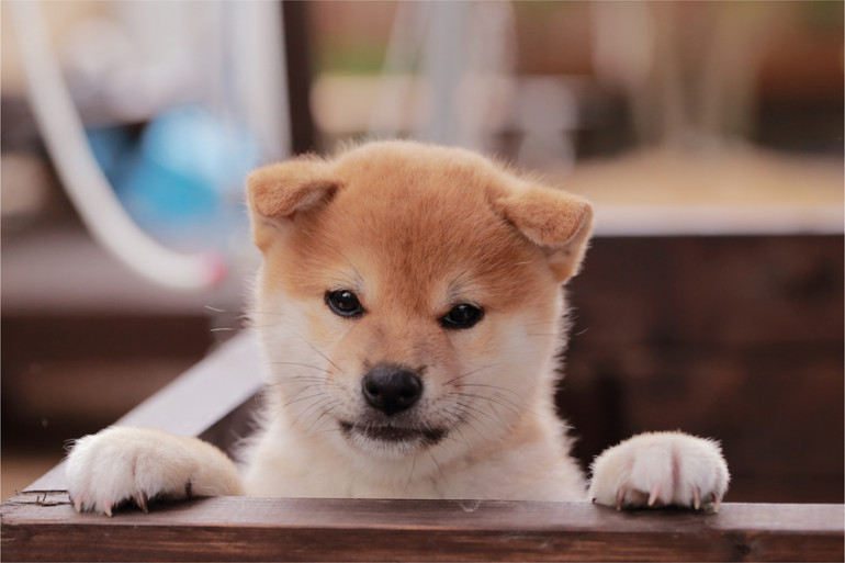 茶色だけじゃない 実は豊富な柴犬の毛色 知っていますか みんなのブリーダー