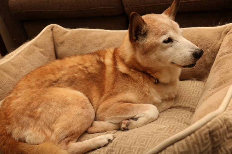 犬の成長に合った育て方とは 環境の整え方やしつけのポイントを紹介 みんなのブリーダー