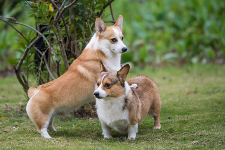 ペンブローク種 と カーディガン種 安い がいる 人気の犬の品種は何