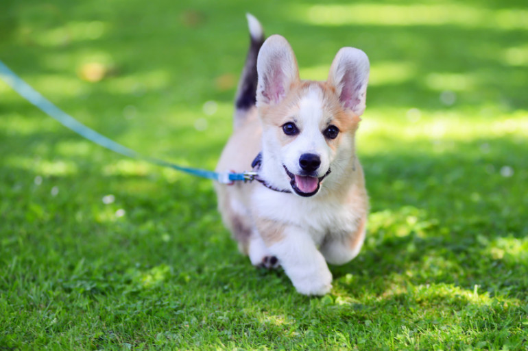 犬の要求吠え 要求鳴きの対処法 主なパターンとしつけのポイント みんなのブリーダー