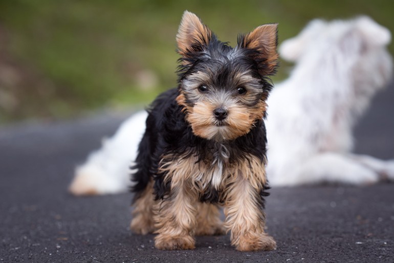 毛が長い犬種19選！ 代表的な長毛種とお手入れのコツ｜みんなのブリーダー