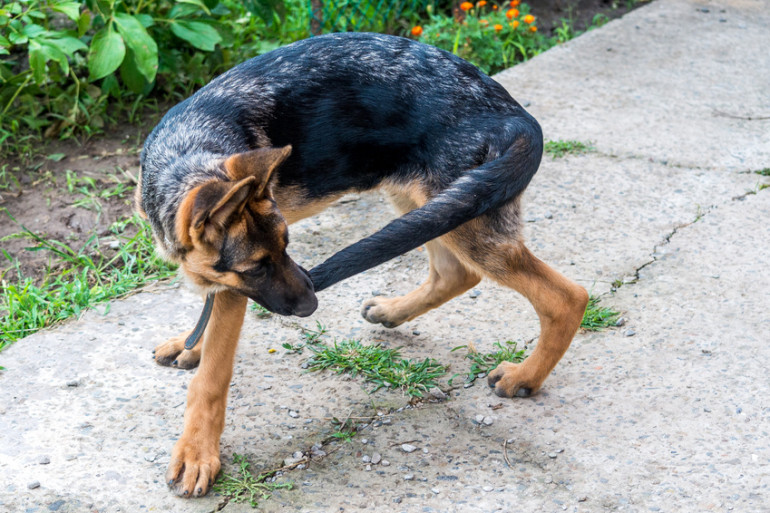 犬のストレスサインはしぐさでわかる 愛犬のストレスの原因と対処法 みんなのブリーダー