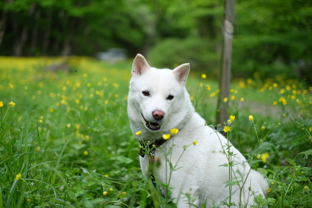 日本犬が飼いたい 日本犬の種類と飼い方のポイント みんなのブリーダー