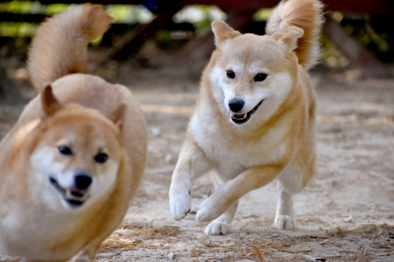 日本犬が飼いたい！ 日本犬の種類と飼い方のポイント｜みんなのブリーダー