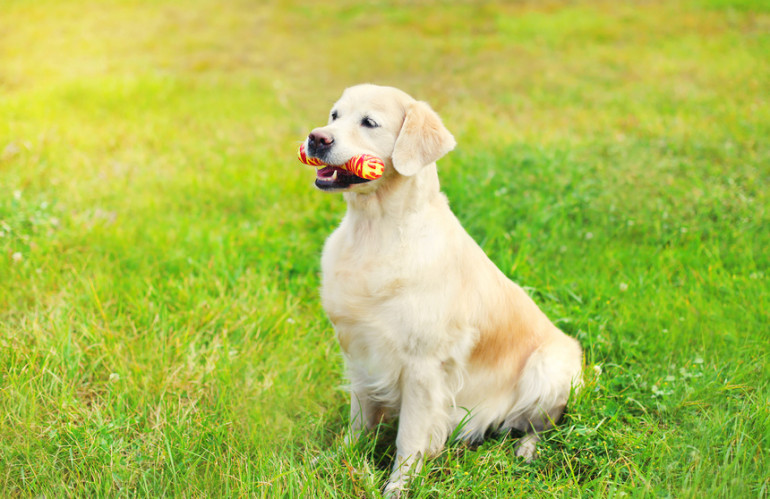 しつけがしやすい犬ってどんな犬 しつけやすい犬種とその特徴 みんなのブリーダー