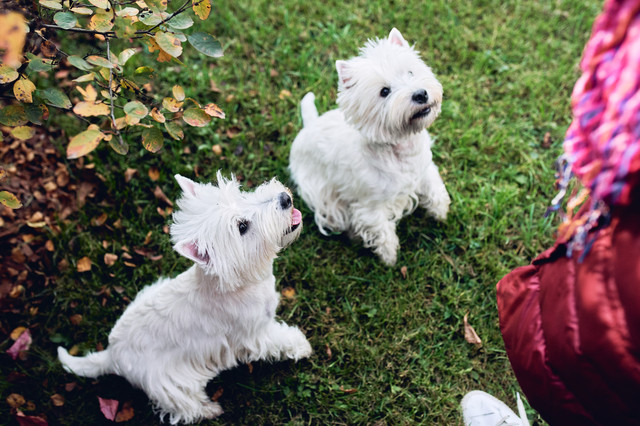 テリア犬にはどんな特徴があるの パワフルでマイペースなテリアの魅力 みんなのブリーダー