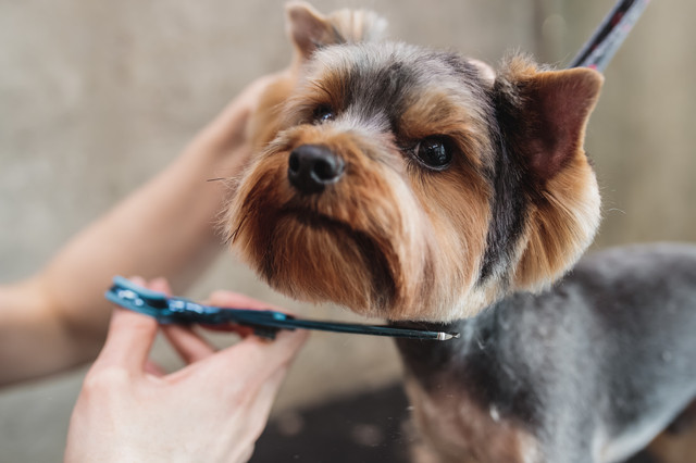 テリア犬にはどんな特徴があるの パワフルでマイペースなテリアの魅力 みんなのブリーダー