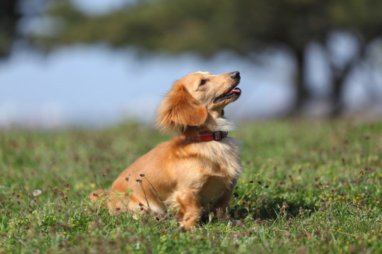 獣医師監修 犬の去勢 避妊手術について 手術の必要性 費用や時期 みんなのブリーダー