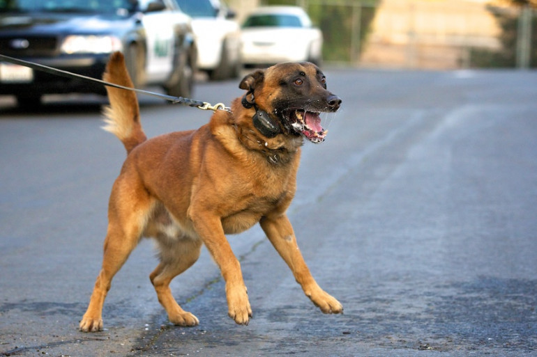 犬が散歩で歩かない 6つの理由と対処法 散歩の基礎知識を解説 みんなのブリーダー