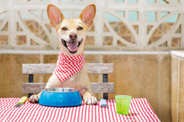 獣医師監修 犬の食事 フード の選び方 与える回数 適切な量 みんなのブリーダー