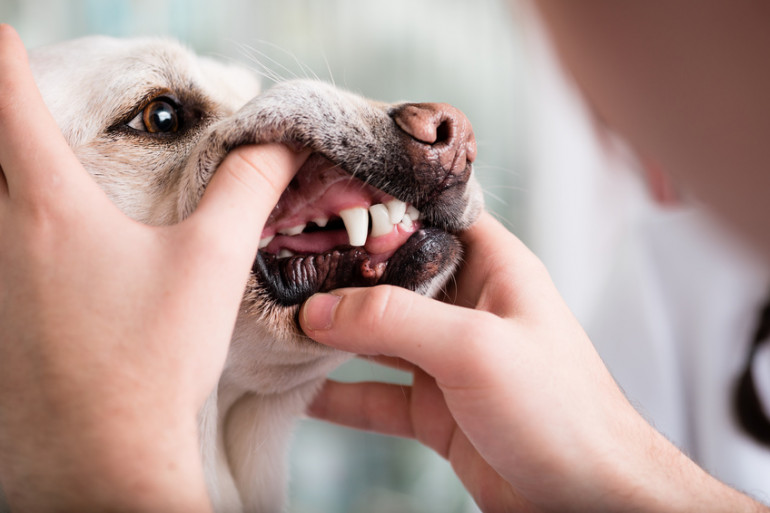 獣医師監修 犬も歯磨きは必須 コツと嫌がる場合の対策を紹介 みんなのブリーダー