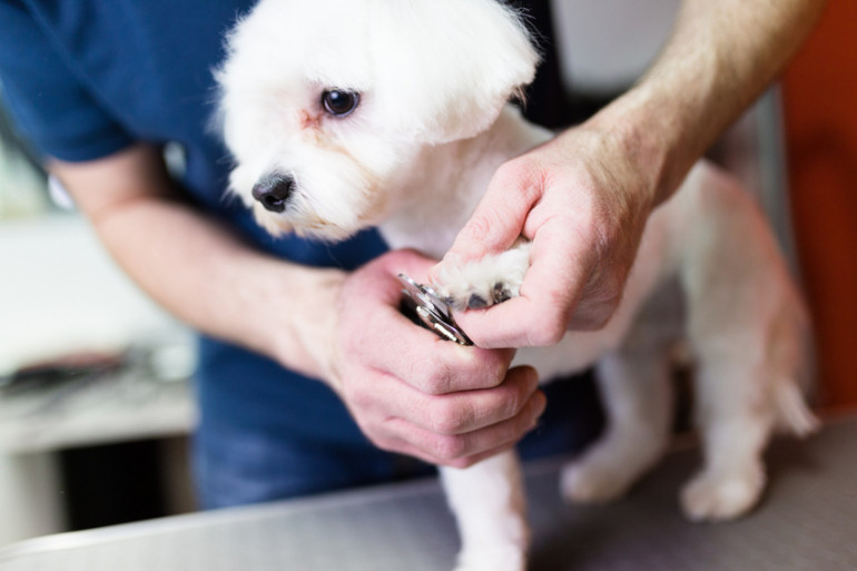 獣医師監修 犬の爪切りを徹底解説 必要性からやり方 嫌がる場合の対処法まで みんなのブリーダー