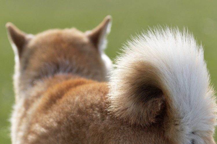 獣医師監修】犬がおしりを気にする理由。肛門腺絞りも解説します｜みんなのブリーダー