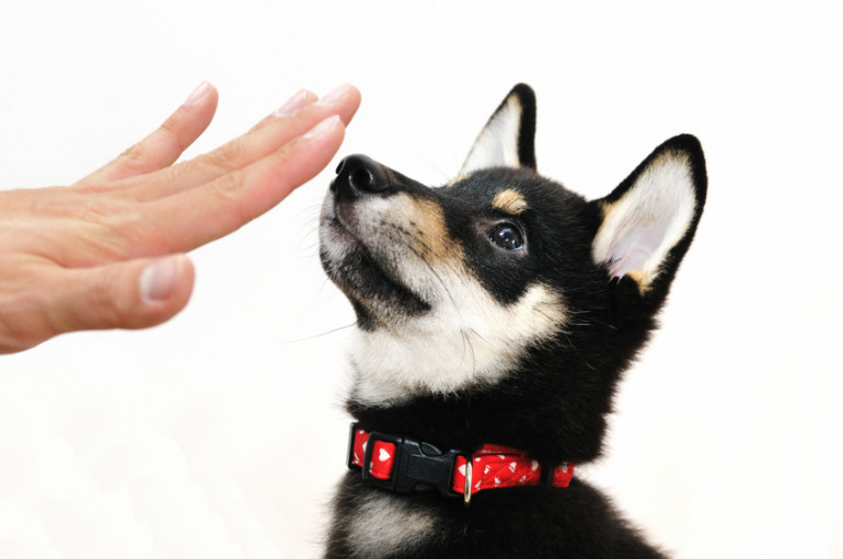 犬の甘噛み 対処法は 甘噛みの理由からしつけのポイントまで みんなのブリーダー