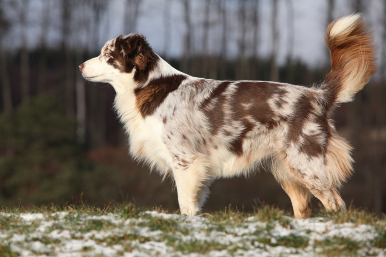 海外と日本の人気犬種ランキングを紹介 ランキングからわかるペット事情について みんなのブリーダー