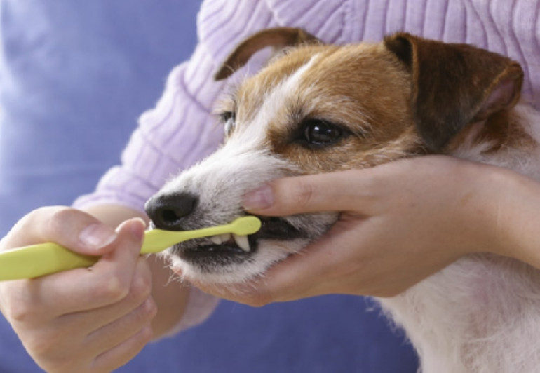 犬の歯磨き 実態調査 歯磨き頻度は 歯磨きを嫌がる犬の対処法は みんなのブリーダー